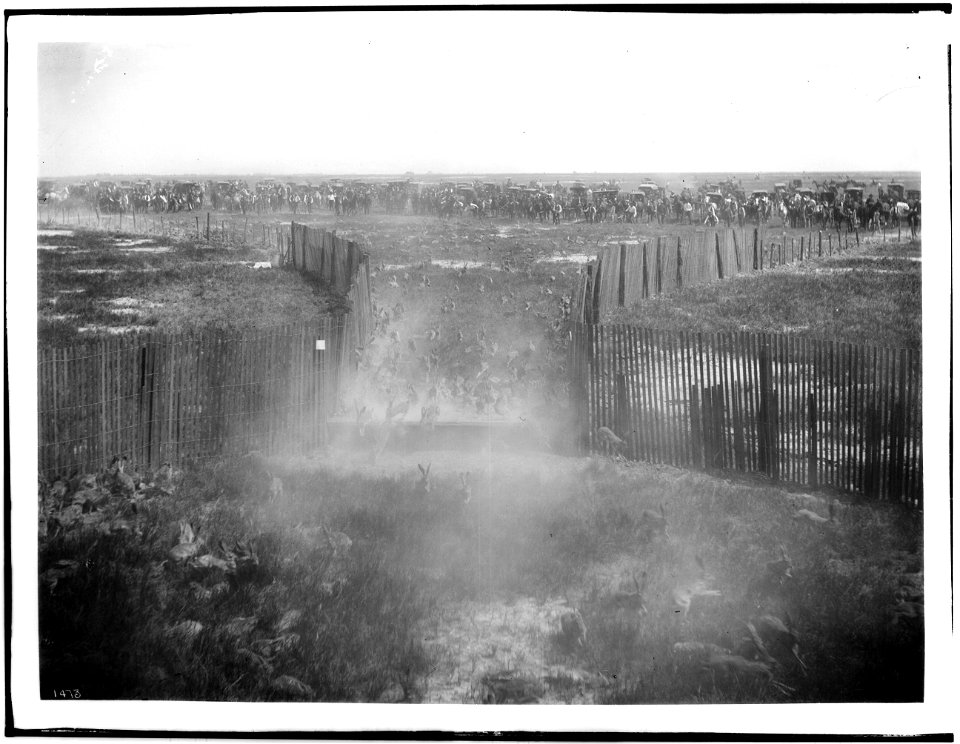 Jackrabbits entering corral in rabbit drive, ca.1900
Photograph of thousands of jackrabbits entering corral in a rabbit drive, ca.1900. View from inside the corral as the rabbits race toward the camer