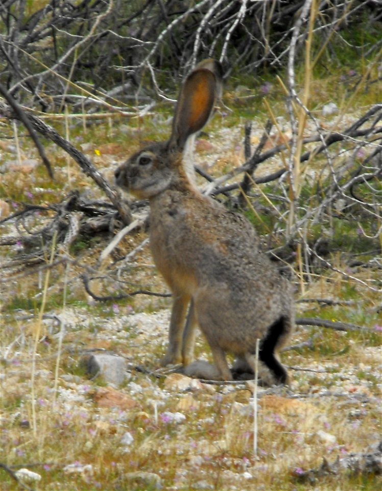 Lepus californicus in Anza Borrego Desert State Park, California, USA.