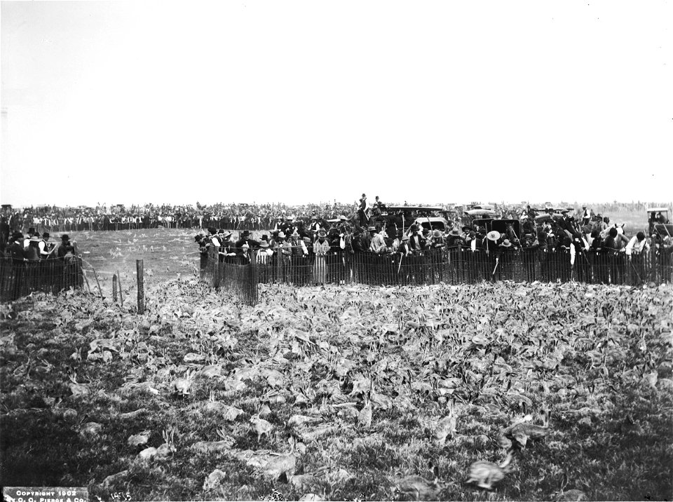 Jackrabbits entering corral in rabbit drive, ca.1902
Photograph of thousands of jackrabbits entering corral in a rabbit drive, ca.1902. View from inside the corral as the rabbits frantically race arou