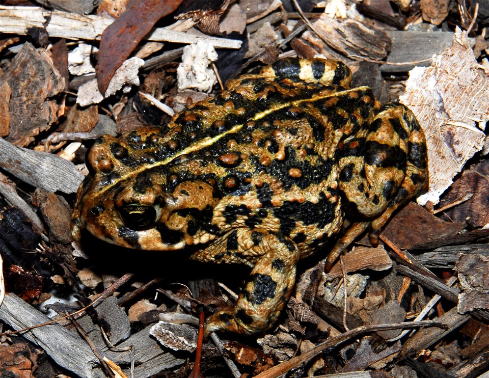 Picture: American Toad
Picture Taken By: Mike Ohlwiler
Picture Taken: November 2007

Article Toad