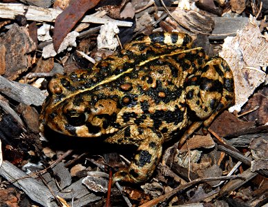 Picture: American Toad
Picture Taken By: Mike Ohlwiler
Picture Taken: November 2007

Article Toad