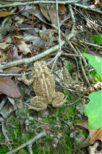 An American toad in the forest of the South River Greenway, Anne Arundel County, Maryland photo