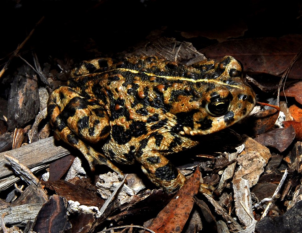 Picture: American Toad
Picture Taken By: Mike Ohlwiler
Picture Taken: November 2007

Article Toad