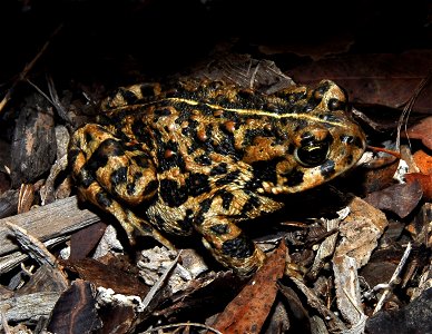 Picture: American Toad
Picture Taken By: Mike Ohlwiler
Picture Taken: November 2007

Article Toad