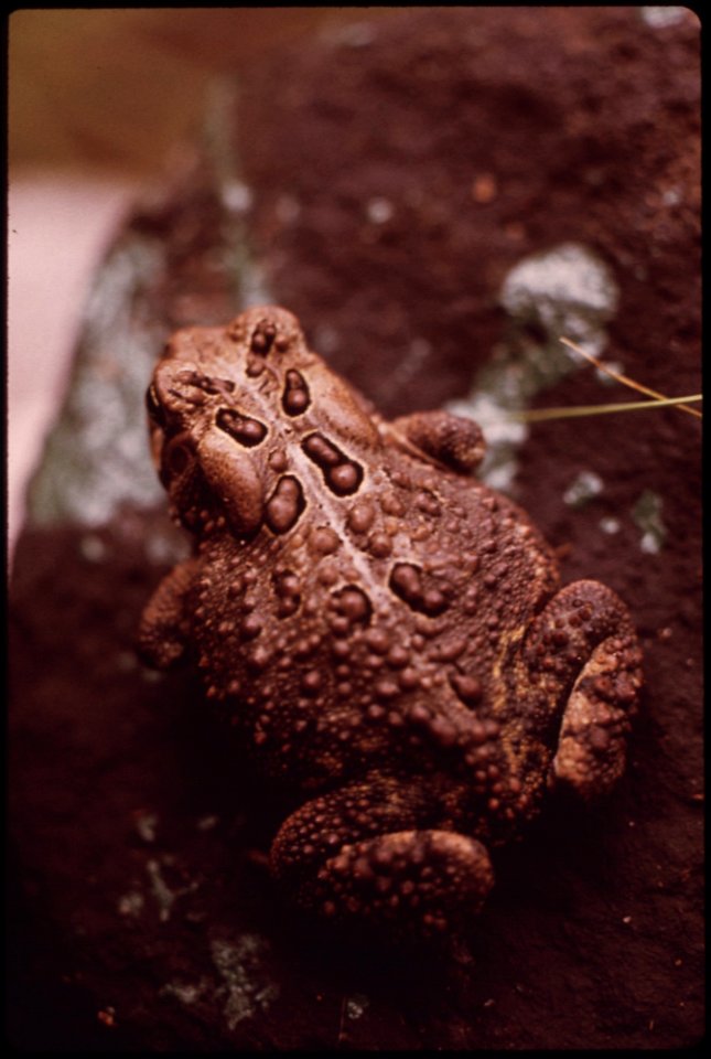 AMERICA TOAD (BUFO AMERICANUS) IN THE ADIRONDACK FOREST PRESERVE