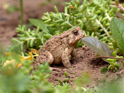 Side view of American Toad (Bufo americanus) in Mississauga, Ontario, Canada.
