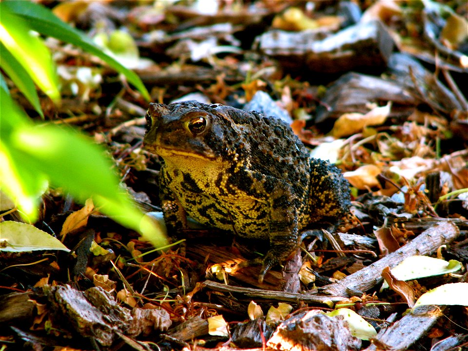 A Bufo americanus toad I found in my backyard.