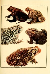 THE AMERICAN TOAD Bufo americanus Le Conte. Providence, R. I.] 
Figs. 1 and 3 represent male toads ; 2 and 4, females. 
Fig. 1. — So surprised by the suddenness with which they were removed from 