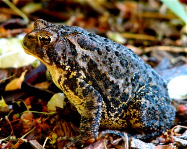 A Bufo americanus toad I found in my backyard. photo