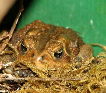 American Toad photo
