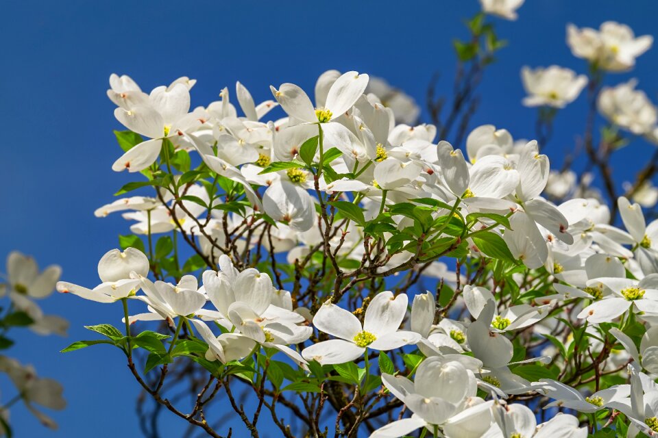 White nature tree blossoms