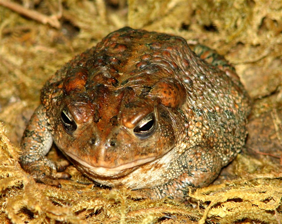 American Toad - Bufo americanus