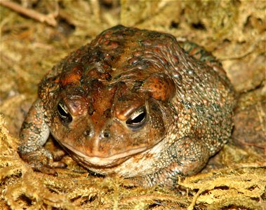 American Toad - Bufo americanus photo