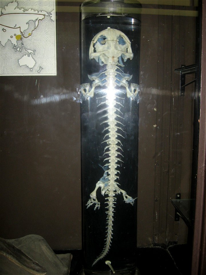 Skeleton of Chinese giant salamander. Moscow zoological museum