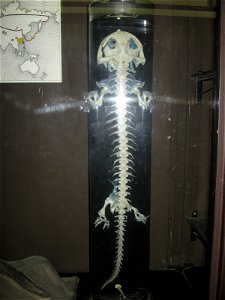 Skeleton of Chinese giant salamander. Moscow zoological museum