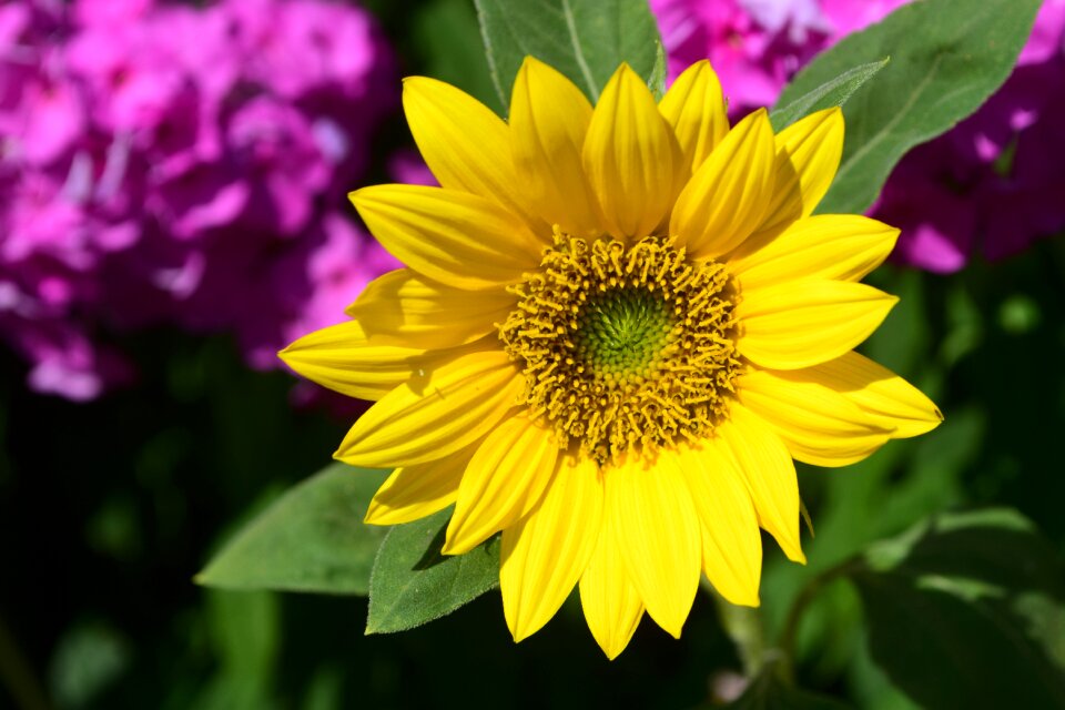 Yellow yellow-pink composites