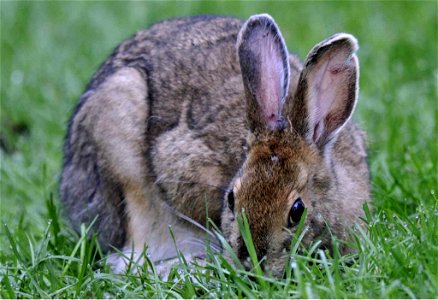 Image title: Snowshoe hare eating grass Image from Public domain images website, http://www.public-domain-image.com/full-image/fauna-animals-public-domain-images-pictures/bunny-rabbit-public-domain-im photo