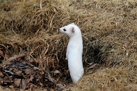 The name ermine is often used for the long-tailed weasel in its pure white winter coat. Despite their small size and cute appearance, they are very aggressive carnivores. Credit: USFWS / Ann Hough, N photo