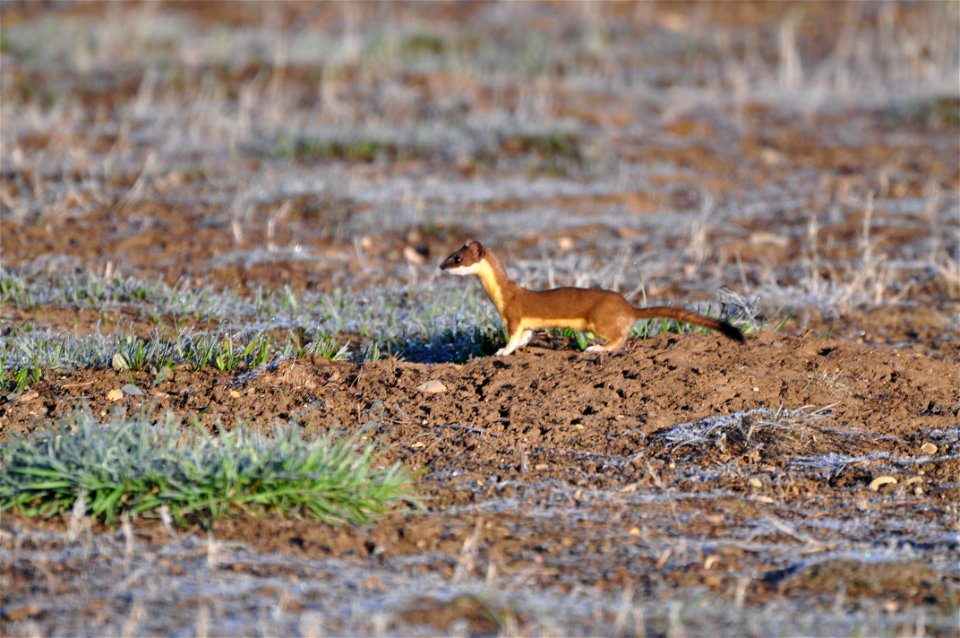 This long-tailed weasel has been a frequent visior at the headquarters of Arapaho NWR. This series of photos was taken May 10, 2013 while the weasel ran from hole to hole searching for ground squirrel