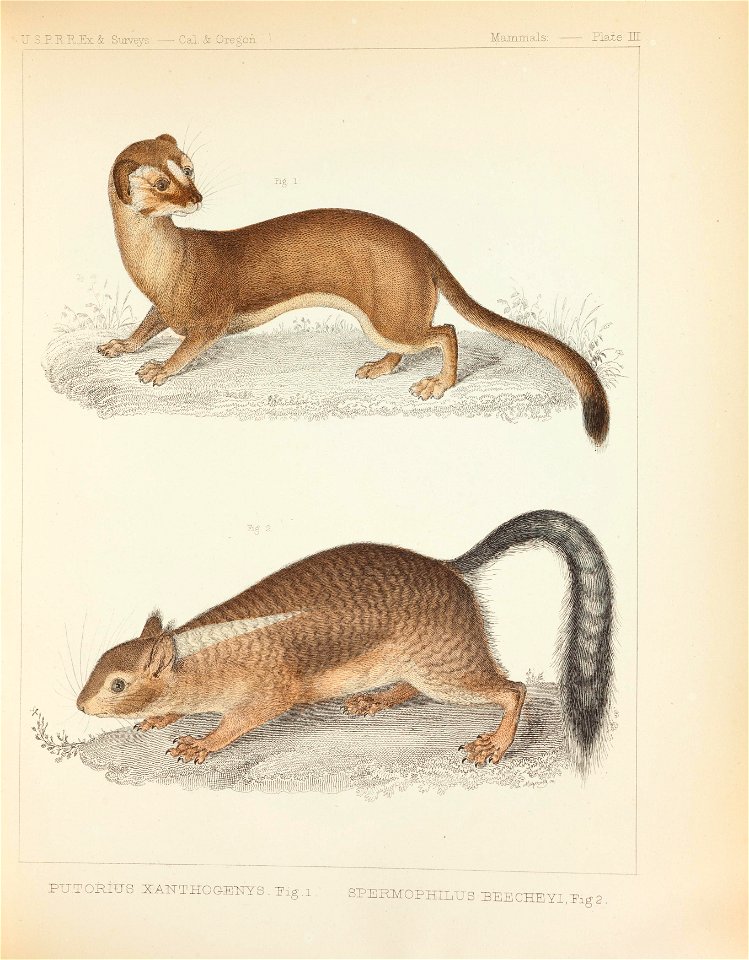 Mammals of North America; the description of species based chiefly on the collections in the Museum of the Smithsonian Institution.