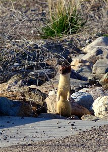 Weasel Standing up on rock near a cement roadway. Entrant in Bear River Refuge 2014 photo contest in other wildlife category. Photo Credit: Jeremy Freshwater / USFWS photo