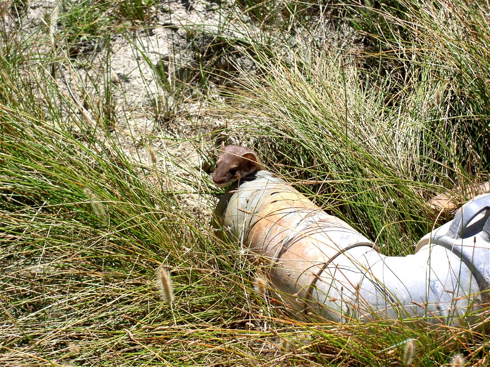 Weasel hiding in irrigation pipe in Hot Springs Valley, MT. June 2007.