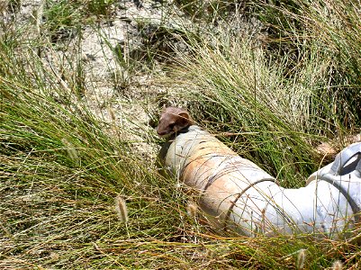 Weasel hiding in irrigation pipe in Hot Springs Valley, MT. June 2007.