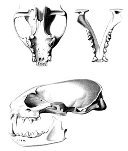 English:  « Mustela brasiliensis » = Mustela frenata (Long-tailed weasel) - skullFrançais :  « Mustela brasiliensis » = Mustela frenata (Belette à longue q
