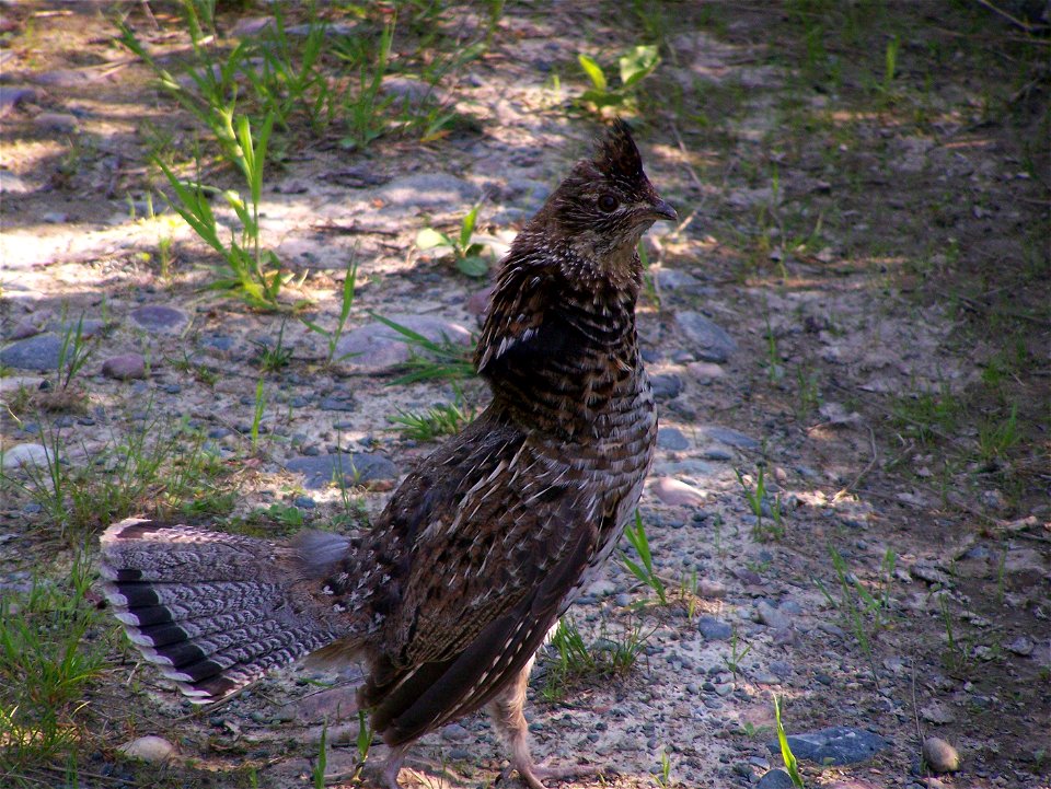 A grey morph Ruffed Grouse near Cecil Lake in Peace River Country, British Columbia, Canada. photo
