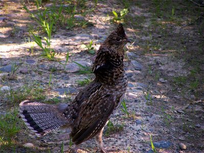 A grey morph Ruffed Grouse near Cecil Lake in Peace River Country, British Columbia, Canada.