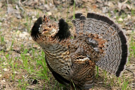 This ruffed grouse was spotted escorting her chicks at Seney National Wildlife Refuge in Michigan. When we spotted her, she flared out her neck in an attempt to scare us away! Ruffed grouse chicks are