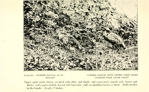 Birds of village and field: a bird book for beginners, by Florence A. Merriam. Illustrated. photo