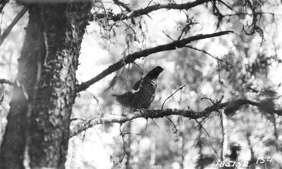 Photograph of Ruffed Grouse
