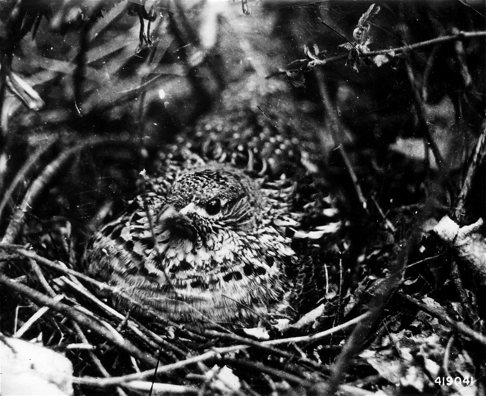Photograph of Ruffed Grouse