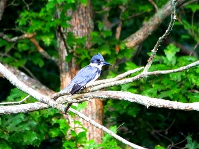 This stunning belted kingfisher was spotted at Mingo National Wildlife Refuge​. Kingfishers will perch in trees overhanging water in search of fish or other aquatic critters like frogs or crawfish. Wh photo