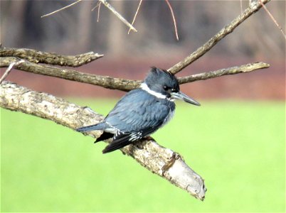 Check out this belted kingfisher spotted at Port Louisa National Wildlife Refuge in Iowa! Belted kingfishers nest along streams, and will burrow into the side of a stream bank to build a nest. The tun photo