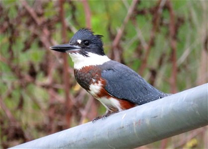 Did you know that belted kingfishers nest in burrows? This one was spotted at Port Louisa National Wildlife Refuge in Iowa! Photo by Jessica Bolser/USFWS. photo