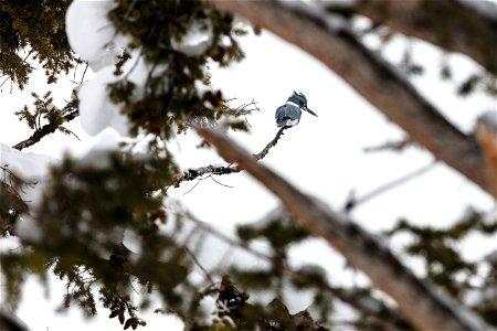 Belted kingfisher near Madison River