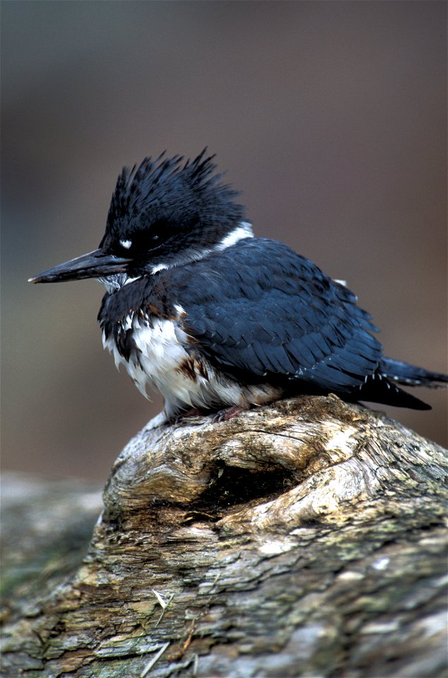 Belted Kingfisher Ceryle alcyon, St. Lazaria Island, Alaska Maritime National Wildlife Refuge, Alaska