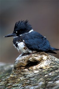 Belted Kingfisher Ceryle alcyon, St. Lazaria Island, Alaska Maritime National Wildlife Refuge, Alaska