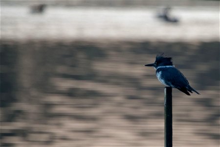 Belted Kingfisher You are free to use this image with the following photo credit: Peter Pearsall/U.S. Fish and Wildlife Service photo