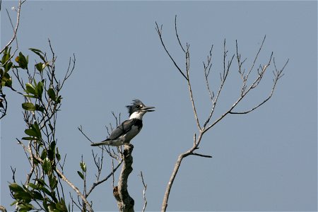 Kingfisher, NPSPhoto, R. Cammauf photo