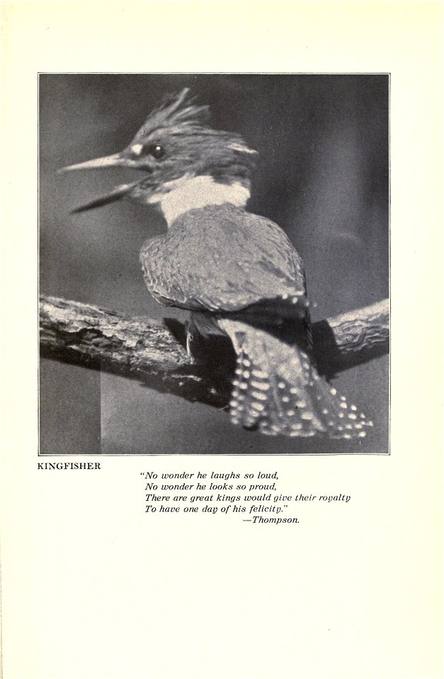 Music of the wild, with reproductions of the performers, their instruments and festival halls, by Gene Stratton-Porter.