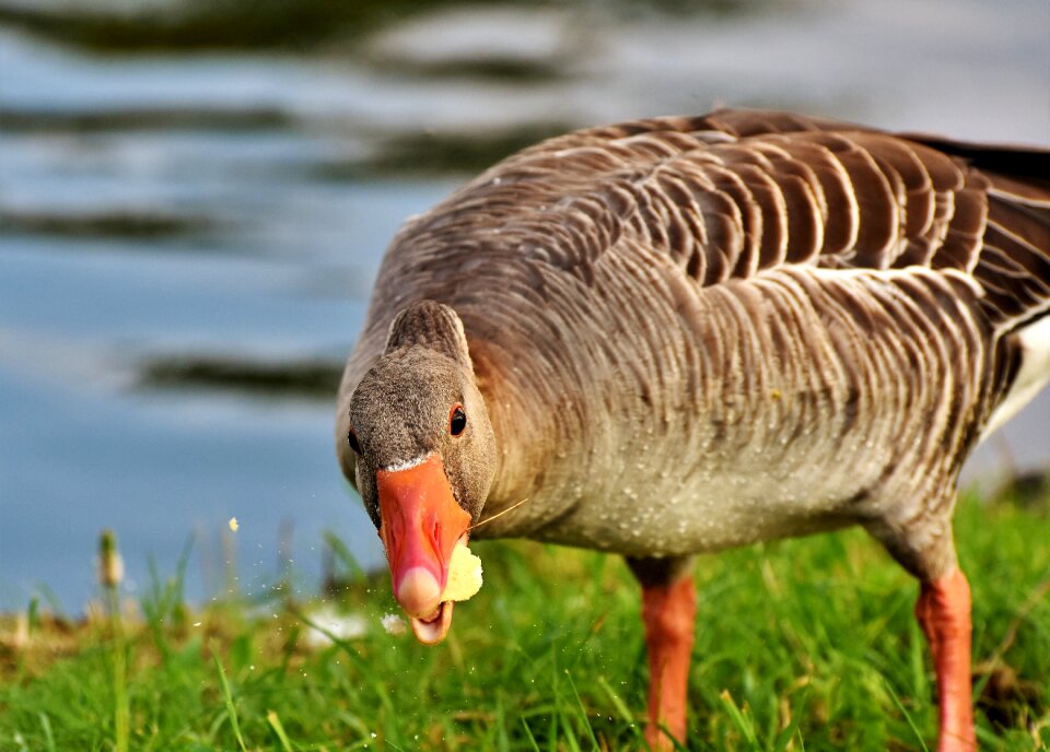 Water bird wild goose bill