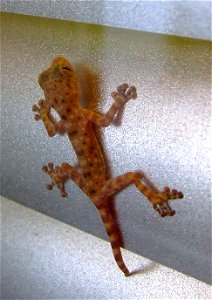 Mediterranean house gecko