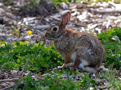 Eastern Cottontail rabbit in Marymoor Park, Redmond, Washington, near the meadow reserved for ground nesting birds. View of left profile, ears raised, with a yellow flower. Its leg appears to have bee