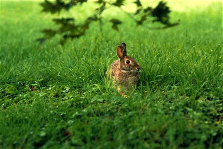 Image title: Eastern cottontail rabbit in grass Image from Public domain images website, http://www.public-domain-image.com/full-image/fauna-animals-public-domain-images-pictures/bunny-rabbit-public-d photo