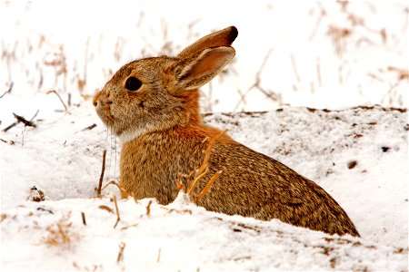 Cottontail rabbits are a frequent sight at Rocky Mountain Arsenal National Wildlife Refuge.

Photo Credit: John Carr / USFWS