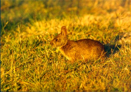 Florida-Waldkaninchen (Sylvilagus floridanus)