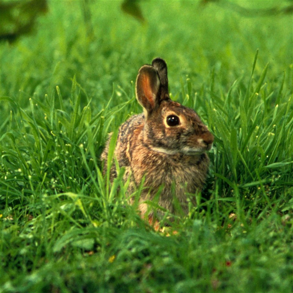 Eastern Cottontail (Sylvilagus floridanus)